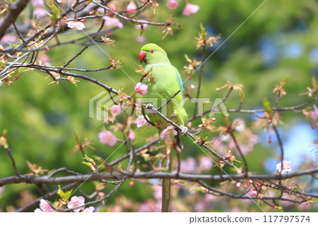 A female rose-ringed parakeet that eats cherry blossoms 117797574