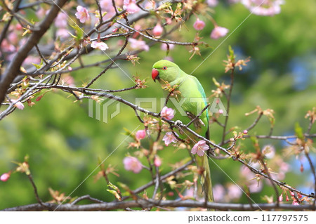 A female rose-ringed parakeet that eats cherry blossoms 117797575