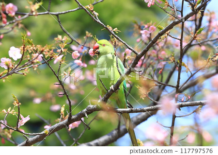 吃櫻花的雌性玫瑰圓環長尾小鸚鵡 117797576