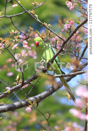 A female rose-ringed parakeet that eats cherry blossoms 117797579