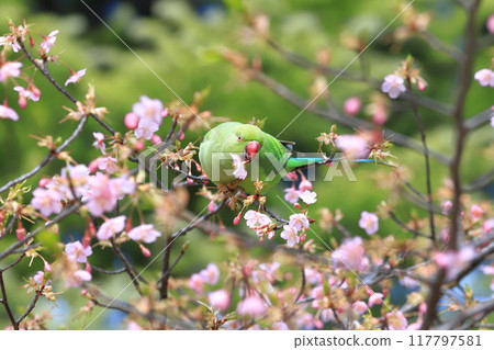 吃櫻花的雌性玫瑰圓環長尾小鸚鵡 吃櫻花的雌性玫瑰圓環長尾小鸚鵡 117797581