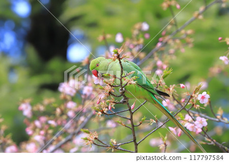 吃櫻花的雌性玫瑰圓環長尾小鸚鵡 吃櫻花的雌性玫瑰圓環長尾小鸚鵡 117797584