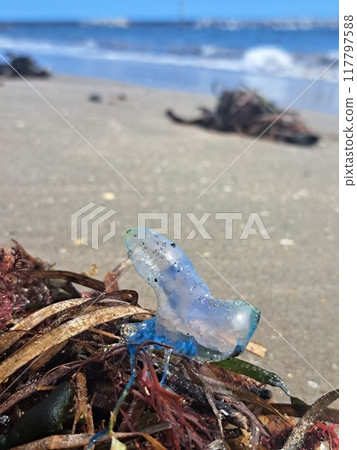 Jellyfish Portuguese man-of-war Jellyfish Portuguese man-of-war 117797588