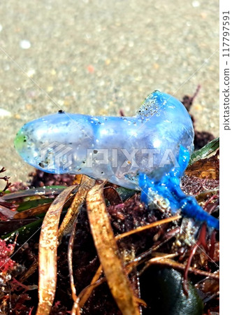 Jellyfish Portuguese Man-of-war Jellyfish Portuguese Man-of-war 117797591