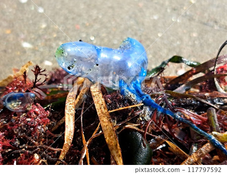 jellyfish jellyfish 117797592