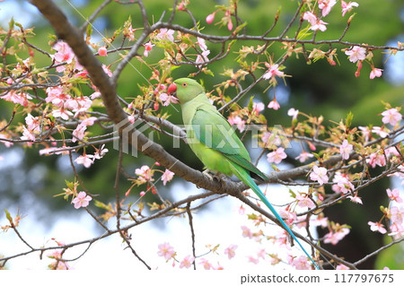 吃櫻花的雌性玫瑰圓環長尾小鸚鵡 吃櫻花的雌性玫瑰圓環長尾小鸚鵡 117797675
