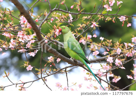 A female rose-ringed parakeet that eats cherry blossoms 117797676