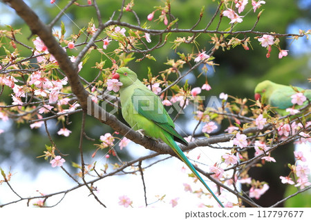 A female rose-ringed parakeet that eats cherry blossoms 117797677