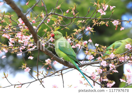 A female rose-ringed parakeet that eats cherry blossoms 117797678