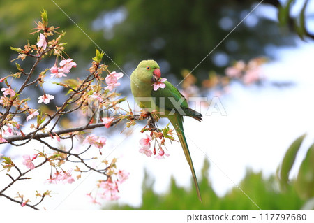 A female rose-ringed parakeet that eats cherry blossoms 117797680
