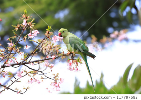 A female rose-ringed parakeet that eats cherry blossoms 117797682