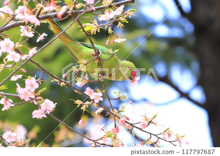 吃櫻花的雌性玫瑰圓環長尾小鸚鵡 117797687