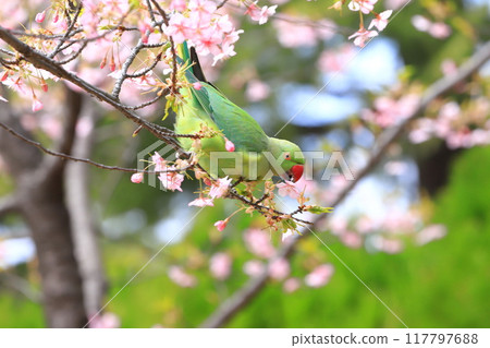 A female rose-ringed parakeet that eats cherry blossoms A female rose-ringed parakeet that eats cherry blossoms 117797688