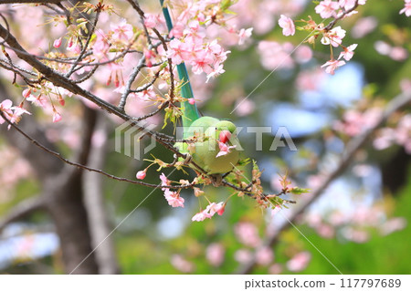 吃櫻花的雌性玫瑰圓環長尾小鸚鵡 117797689