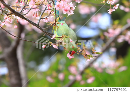 A female rose-ringed parakeet that eats cherry blossoms 117797691