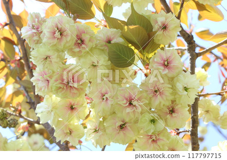 盛開的重瓣櫻花（須磨浦風玄藏）特寫[藍天背景] 117797715