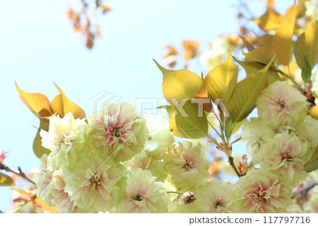 Close-up of a double-flowered cherry tree (Sumaura Fugenzo) in full bloom [blue sky background] 117797716