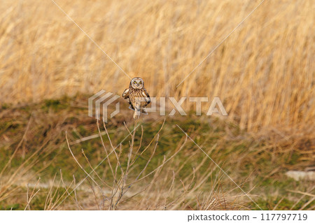 A beautiful short-eared owl (Family: Strigidae) resting on a branch in a wheat field at dusk Arakawa riverbed, Konosu city, Saitama prefecture - March 2024 117797719