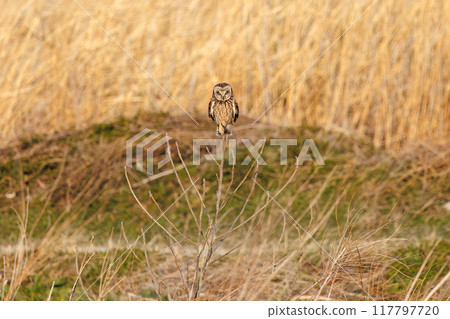A beautiful short-eared owl (Family: Strigidae) resting on a branch in a wheat field at dusk Arakawa riverbed, Konosu city, Saitama prefecture - March 2024 117797720