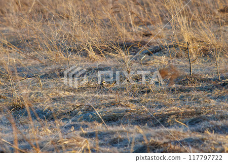 A beautiful short-eared owl (Family: Strigidae) resting on a branch in a wheat field at dusk Arakawa riverbed, Konosu city, Saitama prefecture - March 2024 117797722