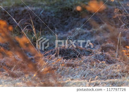 A beautiful short-eared owl (Family: Strigidae) resting on a branch in a wheat field at dusk Arakawa riverbed, Konosu city, Saitama prefecture - March 2024 117797726