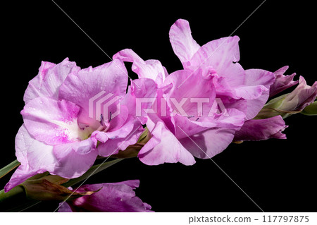 Blooming Gladiolus Spartan on a black background 117797875