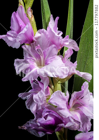 Blooming Gladiolus Blue Beauty on a black background 117797882