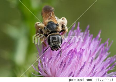 Closeup on a female of the European giant furrow bee, Halictus quadricinctus on a purple thistle flower Closeup on a female of the European giant furrow bee, Halictus quadricinctus on a purple thistle flower 117798241