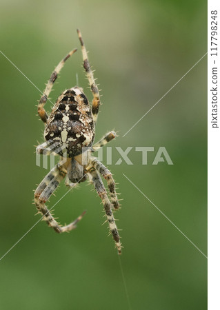 Closeup on a European cross spider or crowned orb weaver, Araneau diadematus Closeup on a European cross spider or crowned orb weaver, Araneau diadematus 117798248