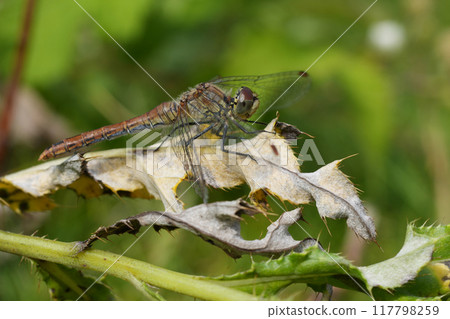 Closeup on a Ruddy darter dragonfly perched on a dried leaf in the sun 117798259