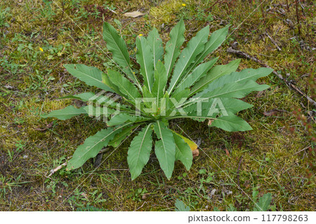 Closeup on an emerging evening primrose or sundrop wildflower, Oenothera glazioviana 117798263