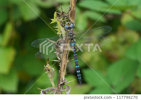 Closeup on a blue colored Migrant hawker dragonfly, Aeshna mixta hanging in the vegetation 117798270