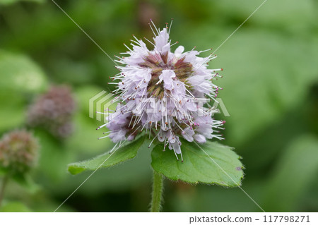 Closeup on a purple flowering water minth wildflower, Mentha aquatica Closeup on a purple flowering water minth wildflower, Mentha aquatica 117798271