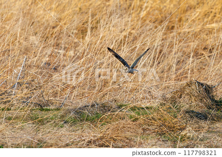 黃昏時分,一隻美麗的短耳貓頭鷹(貓頭鷹科)從蘆葦床上出現。 埼玉縣鴻巢市荒川河床 - 2024 年 3 月 黃昏時分,一隻美麗的短耳貓頭鷹(貓頭鷹科)從蘆葦床上出現。 埼玉縣鴻巢市荒川河床 - 2024 年 3 月 117798321