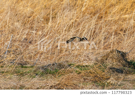 A beautiful short-eared owl (family Strigidae) flies out from the reeds at dusk. Arakawa riverbed, Konosu City, Saitama Prefecture - March 2024 117798323