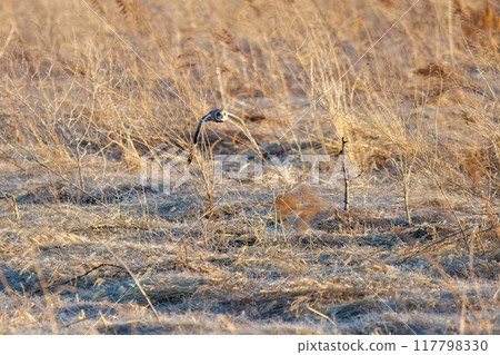 黃昏時分，一隻美麗的短耳貓頭鷹（貓頭鷹科）從蘆葦床上出現。 埼玉縣鴻巢市荒川河床 - 2024 年 3 月 117798330