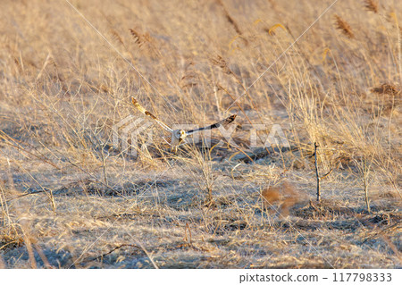 黃昏時分，一隻美麗的短耳貓頭鷹（貓頭鷹科）從蘆葦床上出現。 埼玉縣鴻巢市荒川河床 - 2024 年 3 月 117798333