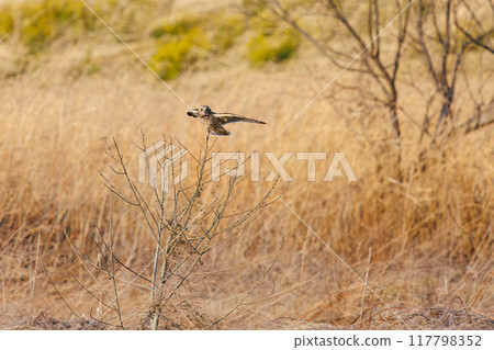 A beautiful short-eared owl (family Strigidae) flies out from the reeds at dusk. Arakawa riverbed, Konosu City, Saitama Prefecture - March 2024 117798352