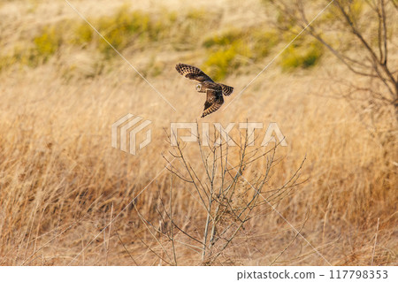 黃昏時分，一隻美麗的短耳貓頭鷹（貓頭鷹科）從蘆葦床上出現。 埼玉縣鴻巢市荒川河床 - 2024 年 3 月 117798353