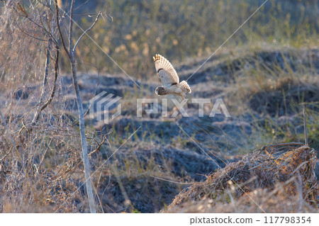 黃昏時分，一隻美麗的短耳貓頭鷹（貓頭鷹科）從蘆葦床上出現。 埼玉縣鴻巢市荒川河床 - 2024 年 3 月 117798354