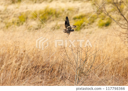 A beautiful short-eared owl (family Strigidae) flies out from the reeds at dusk. Arakawa riverbed, Konosu City, Saitama Prefecture - March 2024 117798366