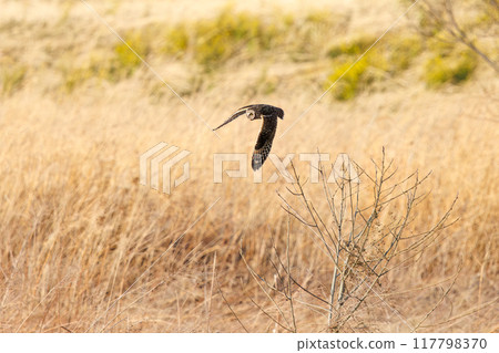 A beautiful short-eared owl (family Strigidae) flies out from the reeds at dusk. Arakawa riverbed, Konosu City, Saitama Prefecture - March 2024 117798370