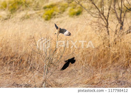 A beautiful short-eared owl (family Strigidae) flying at dusk and fighting a crow. Arakawa riverbed, Konosu city, Saitama prefecture - 2024 117798412