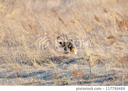 A beautiful short-eared owl (family Strigidae) diving into the reeds at dusk to hunt. Arakawa riverbed, Konosu city, Saitama prefecture 2024 117798489