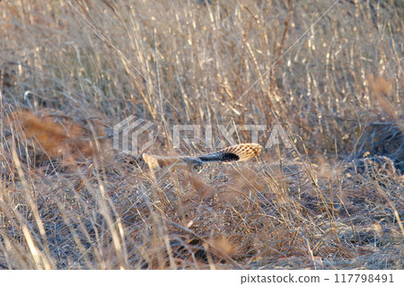 A beautiful short-eared owl (family Strigidae) diving into the reeds at dusk to hunt. Arakawa riverbed, Konosu city, Saitama prefecture 2024 117798491