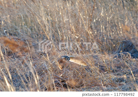 A beautiful short-eared owl (family Strigidae) diving into the reeds at dusk to hunt. Arakawa riverbed, Konosu city, Saitama prefecture 2024 117798492