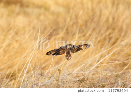 一隻美麗的短耳貓頭鷹（家庭）在黃昏時潛入蘆葦床捕獵。 埼玉縣鴻巢市荒川河床 2024 117798494