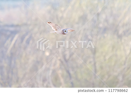 A beautiful short-eared owl (family Strigidae) flying over a backlit reed field to hunt at dusk. Arakawa riverbed, Konosu City, Saitama Prefecture A beautiful short-eared owl (family Strigidae) flying over a backlit reed field to hunt at dusk. Arakawa riverbed, Konosu City, Saitama Prefecture 117798662