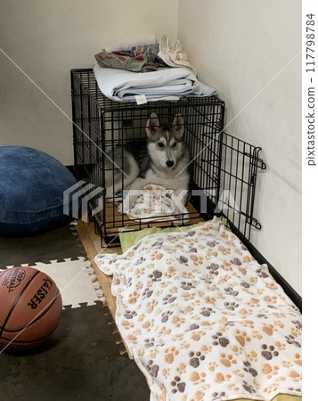 Living a happy life with a Siberian Husky Living a happy life with a Siberian Husky 117798784