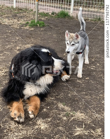 Living a happy life with a Siberian Husky Living a happy life with a Siberian Husky 117798792